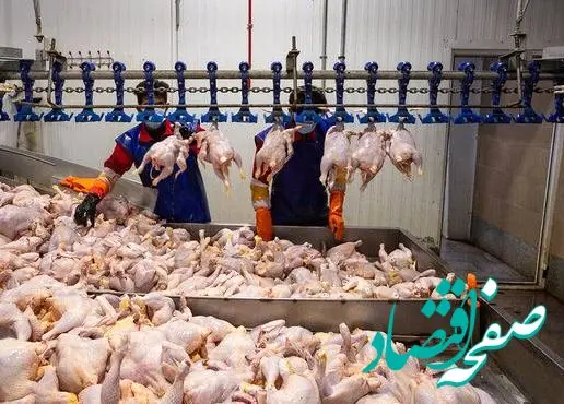 با خیال راحت به استقبال عید و رمضان بروید!/مرغ به اندازه کافی موجود است