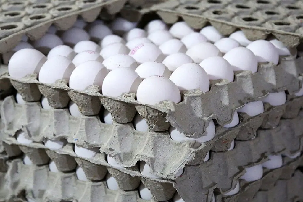 قیمت تخم‌ مرغ امروز دوشنبه ۱۸ دی ۱۴۰۲