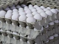 قیمت تخم‌ مرغ امروز دوشنبه ۲۸ خرداد ۱۴۰۳ 