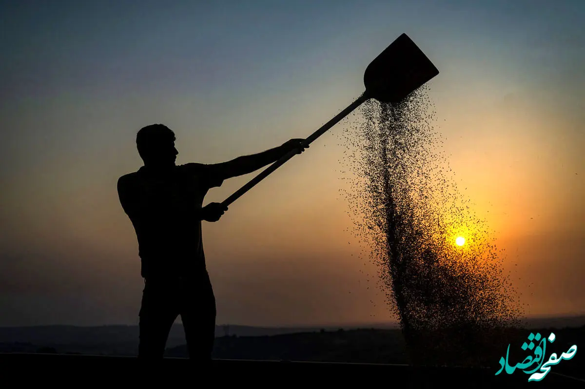 خبر فوری از شرایط خرید تضمینی گندم از کشاورزان در سال ۱۴۰۴