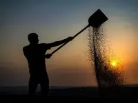 خبر فوری از شرایط خرید تضمینی گندم از کشاورزان در سال ۱۴۰۴