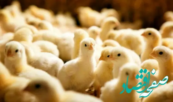 فروش جوجه بیش از ۲۴ هزار تومان گرانفروشی است