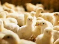 فروش جوجه بیش از ۲۴ هزار تومان گرانفروشی است
