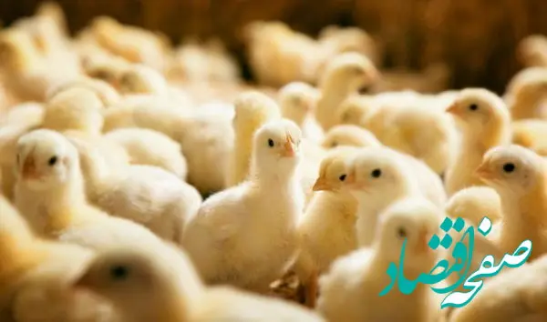 فروش جوجه بیش از ۲۴ هزار تومان گرانفروشی است