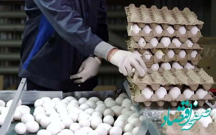 بازار تخم مرغ چه خبر است؟ | قیمت هر شانه به این عدد رسید