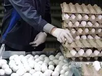 بازار تخم مرغ چه خبر است؟ | قیمت هر شانه به این عدد رسید