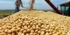 واردات این دانه‌ها بدون سقف شد