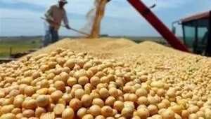 واردات این دانه‌ها بدون سقف شد