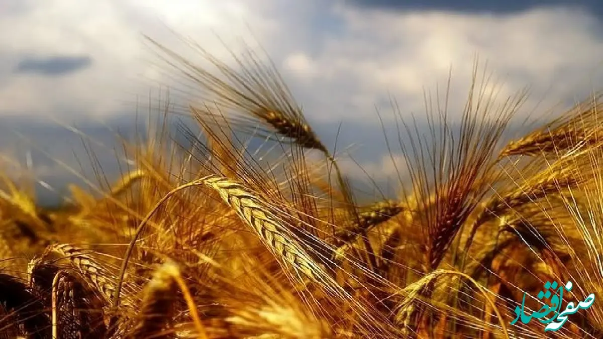 دلخوری کشاورزان از پرداخت‌نشدن نرخ خرید تضمینی گندم | اداره غله، بانک‌ها یا جهاد کشاورزی؛ مسئول این بدعهدی چه کسی است؟