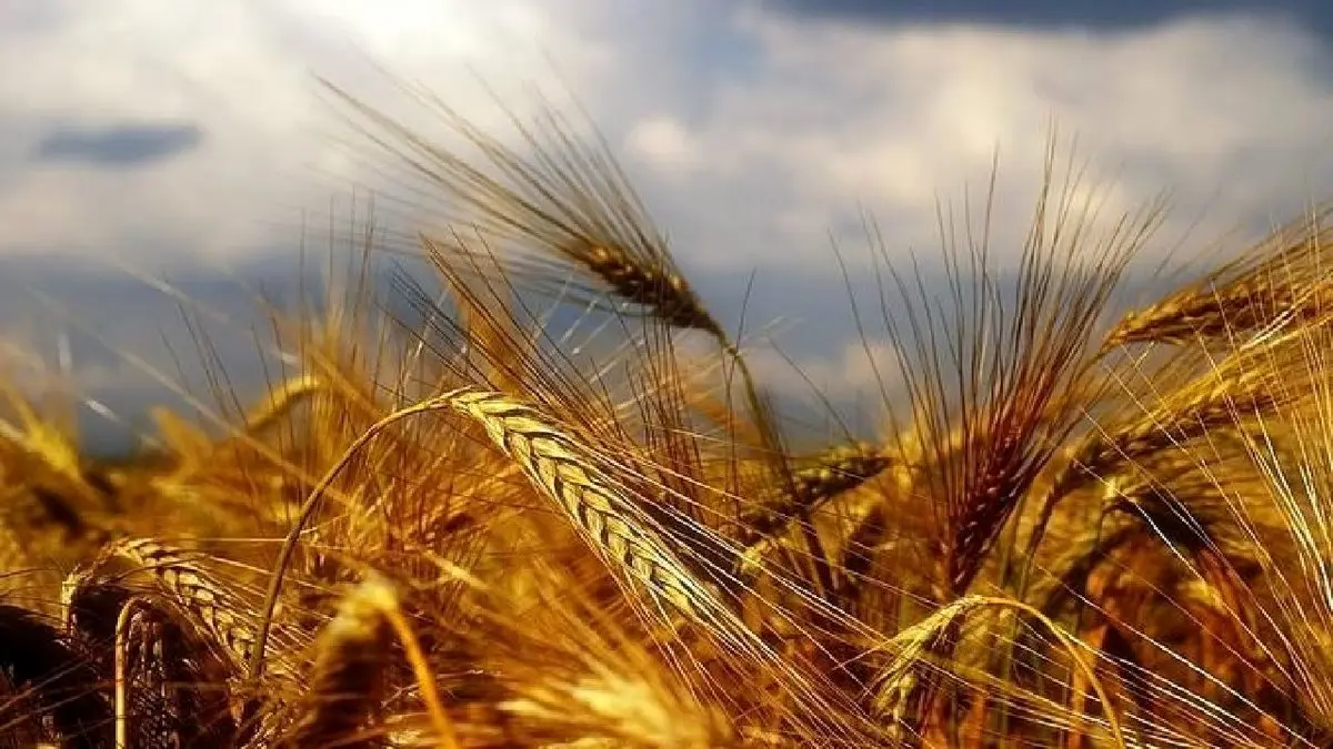 آخرین خبر از قیمت گندم امروز ۲۲ فروردین ۱۴۰۳