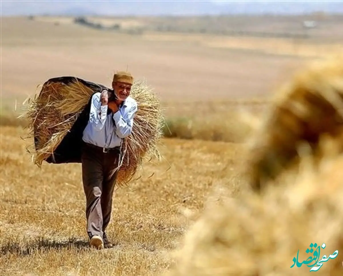 مطالبات گندمکاران عقب افتاد/دولت از گندمکاران عذرخواهی کرد