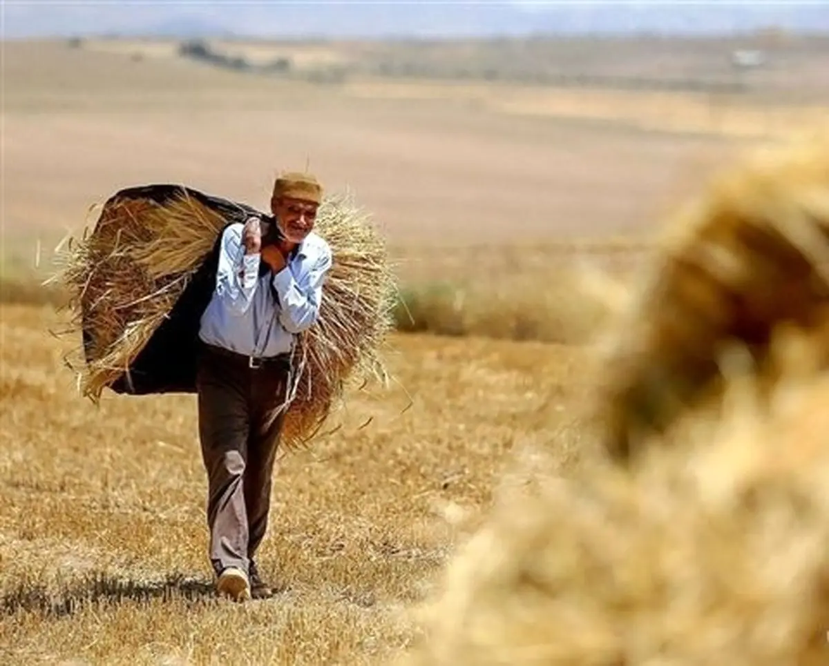 مطالبات گندمکاران عقب افتاد/دولت از گندمکاران عذرخواهی کرد