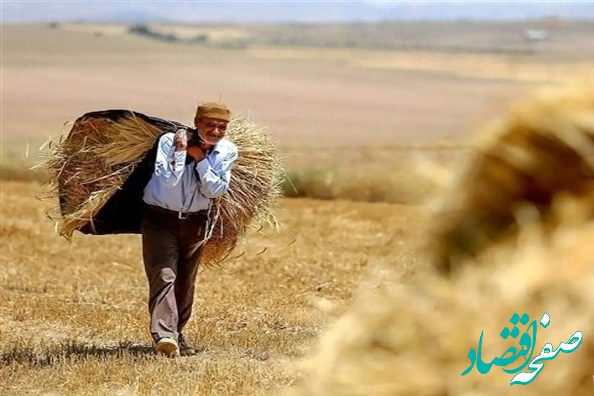 مطالبات گندمکاران عقب افتاد/دولت از گندمکاران عذرخواهی کرد