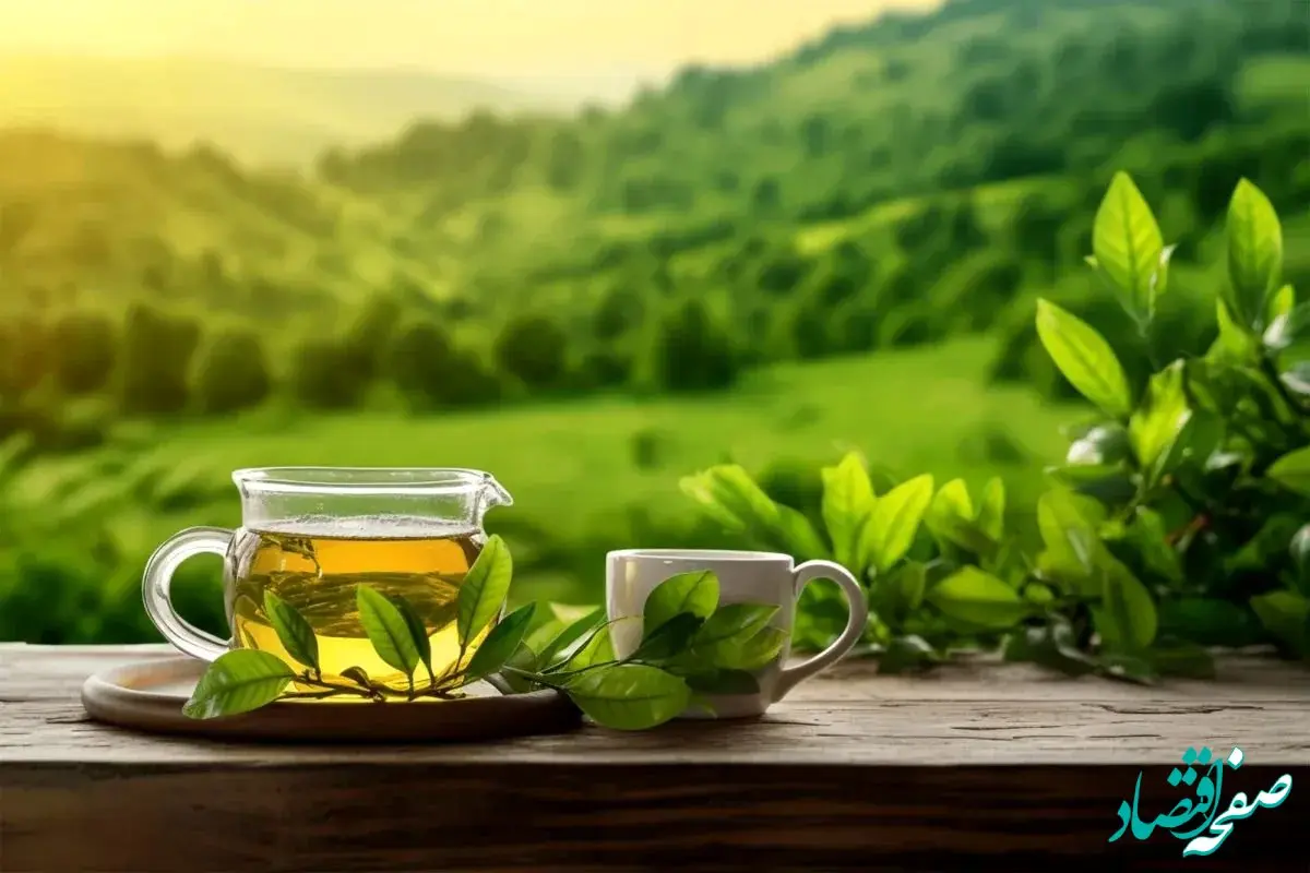 قیمت برگ سبز چای در سال 1404 اعلام شد