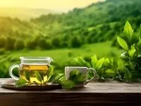 قیمت برگ سبز چای در سال 1404 اعلام شد