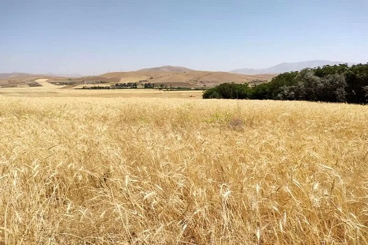 بالاخره تکلیف گندمکاران چه میشود؟