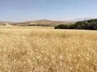 بالاخره تکلیف گندمکاران چه می‌شود؟