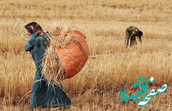 کشاورزان بعد از گذشت دو ماه از سال زراعی جدید ،  کماکان منتظر اعلام قیمت خرید تضمینی !