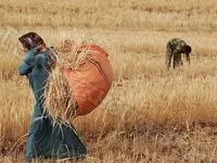 کشاورزان بعد از گذشت دو ماه از سال زراعی جدید ،  کماکان منتظر اعلام قیمت خرید تضمینی !