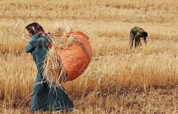 کشاورزان بعد از گذشت دو ماه از سال زراعی جدید ،  کماکان منتظر اعلام قیمت خرید تضمینی !