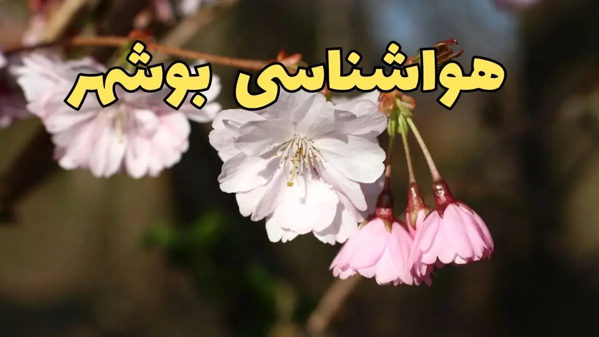 پیش بینی هواشناسی بوشهر ۲۴ ساعت آینده | وضعیت آب و هوا بوشهر فردا سه شنبه ۱۲ فروردین ماه ۱۴۰۴ | آب و هوای بوشهر در روز ۱۳ بدر 