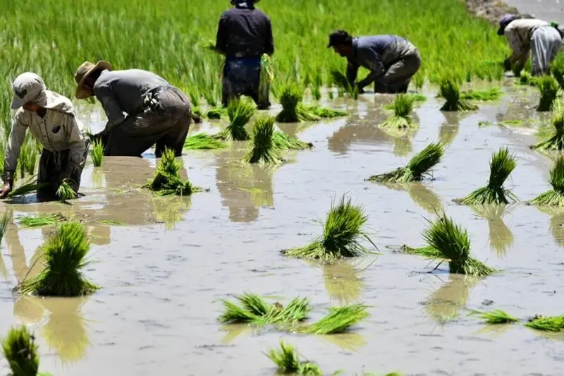 قیمت خرید محصولات از کشاورز اعلام شد/ کاهش ۱۸ درصدی قیمت برنج