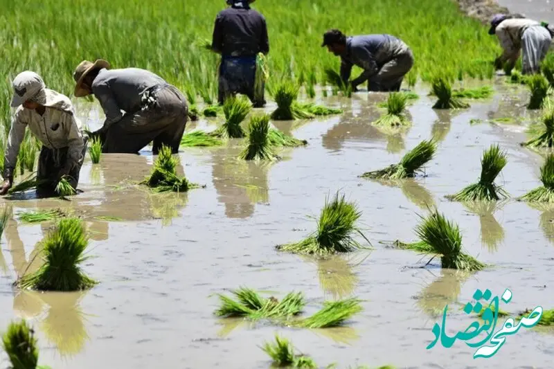 آخرین خبر از قیمت برنج ایرانی امروز امروز ۲۷ شهریور ۱۴۰۲ | برنج ایرانی هاشمی کیلویی چند؟