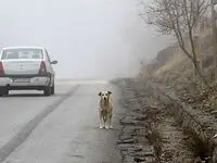 مه‌ گرفتگی در این جاده زیبا / بارش باران در هراز و فیروزکوه