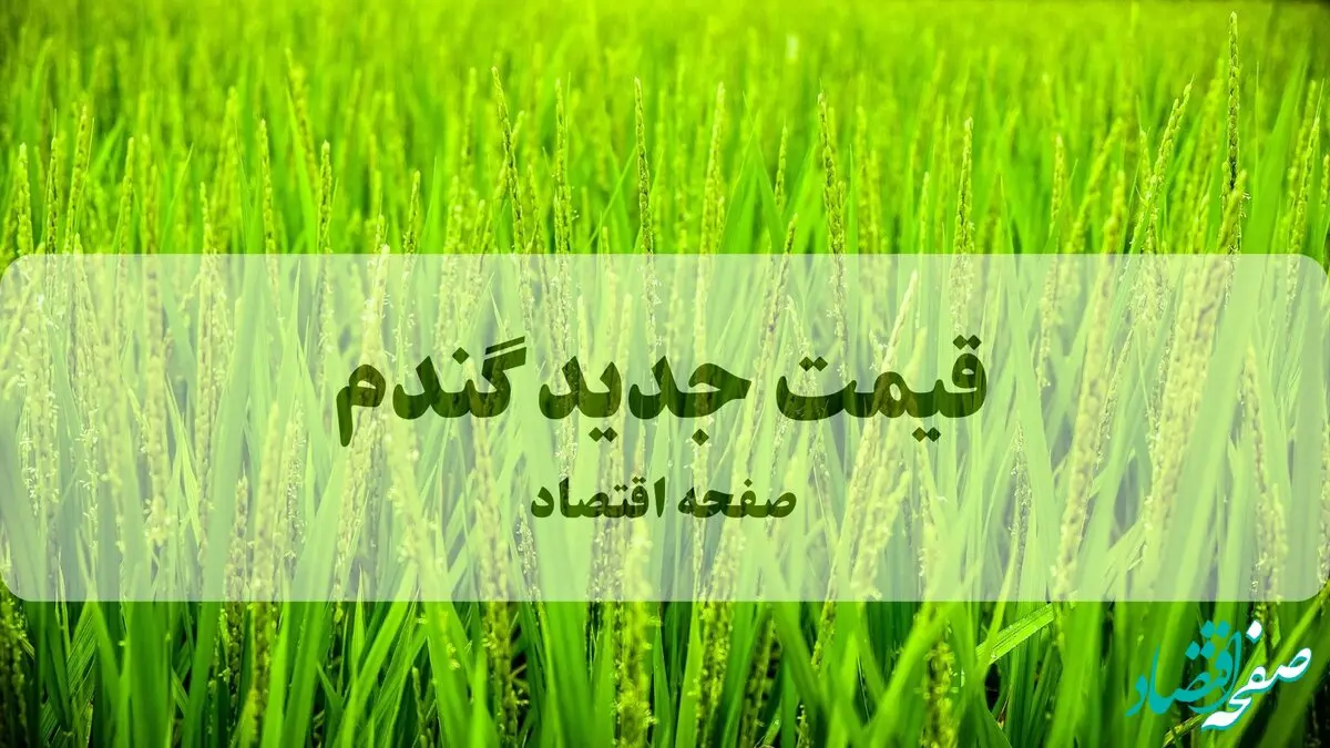 جهش استراتژیک در نرخ خرید تضمینی گندم؛ گامی بلند برای تحقق خودکفایی پایدار و حمایت از سفره کشاورزان