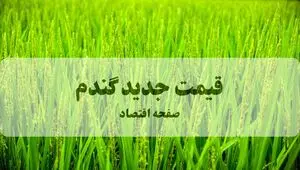 آخرین خبر از قیمت جدید گندم امروز سه شنبه ۴ فروردین ۱۴۰۵ | قیمت تضمینی گندم شفاف اعلام شود