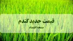 آخرین خبر از قیمت گندم (۱۴۰۵) امروز ۲۶ شهریور ماه ۱۴۰۴ | پشت‌پرده‌ای که امنیت غذایی ۸۵ میلیون ایرانی را به بازی گرفته است!