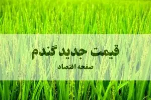 آخرین خبر از قیمت گندم (۱۴۰۵) امروز ۲۶ شهریور ماه ۱۴۰۴ | پشت‌پرده‌ای که امنیت غذایی ۸۵ میلیون ایرانی را به بازی گرفته است!