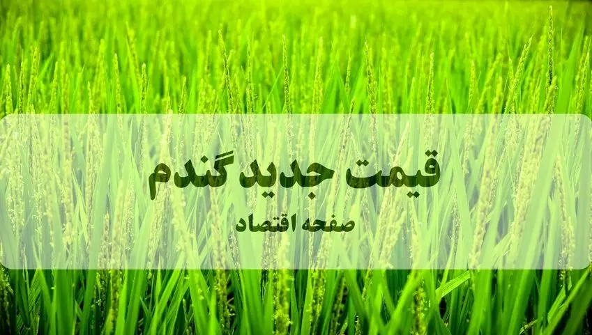 آخرین خبر از قیمت خرید تضمینی گندم امروز ۱۸ مهر ۱۴۰۴ + ویدئو (پرداخت مطالبات گندمکاران) 