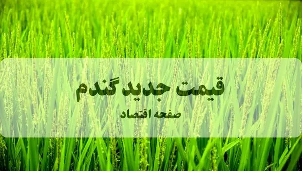 شوک قیمتی در انتظار نان/ نرخ جدید گندم از ۲۹ به ۵۲ هزار تومان رسید؛ دولت در تله واردات گران قیمت