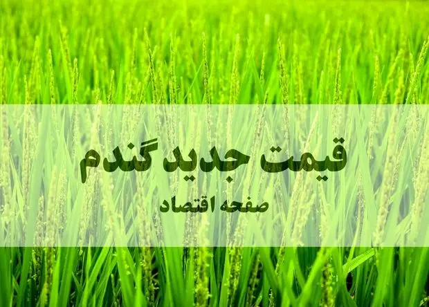 آخرین خبر از قیمت جدید گندم امروز سه شنبه ۴ فروردین ۱۴۰۵ | قیمت تضمینی گندم شفاف اعلام شود