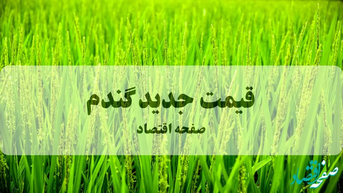آخرین خبر از قیمت گندم (۱۴۰۵) امروز ۲۶ شهریور ماه ۱۴۰۴ | پشت‌پرده‌ای که امنیت غذایی ۸۵ میلیون ایرانی را به بازی گرفته است!