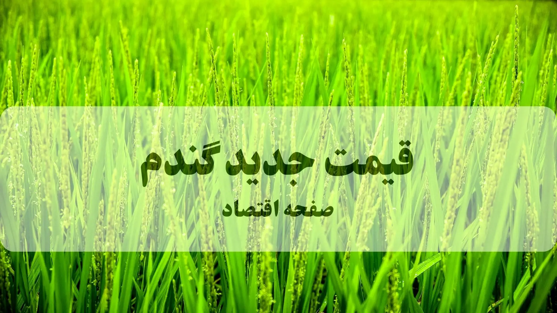 آخرین خبر از قیمت خرید تضمینی گندم امروز ۱۸ مهر ۱۴۰۴ + ویدئو (پرداخت مطالبات گندمکاران) 