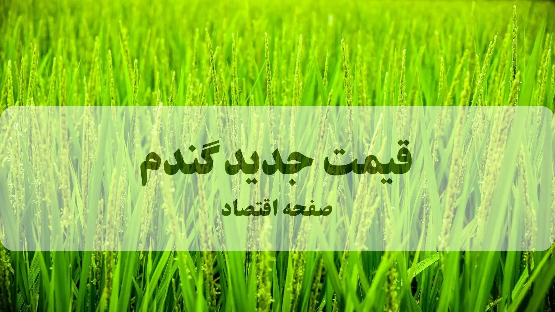 آخرین خبر از قیمت جدید گندم امروز سه شنبه ۴ فروردین ۱۴۰۵ | قیمت تضمینی گندم شفاف اعلام شود