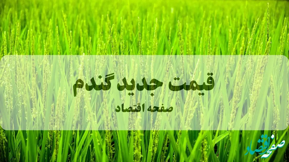 خبر دم غروب برای گندمکاران امروز ۱۵ مهر ۱۴۰۴ | اعلام قیمت جدید گندم برای سال زراعی جدید