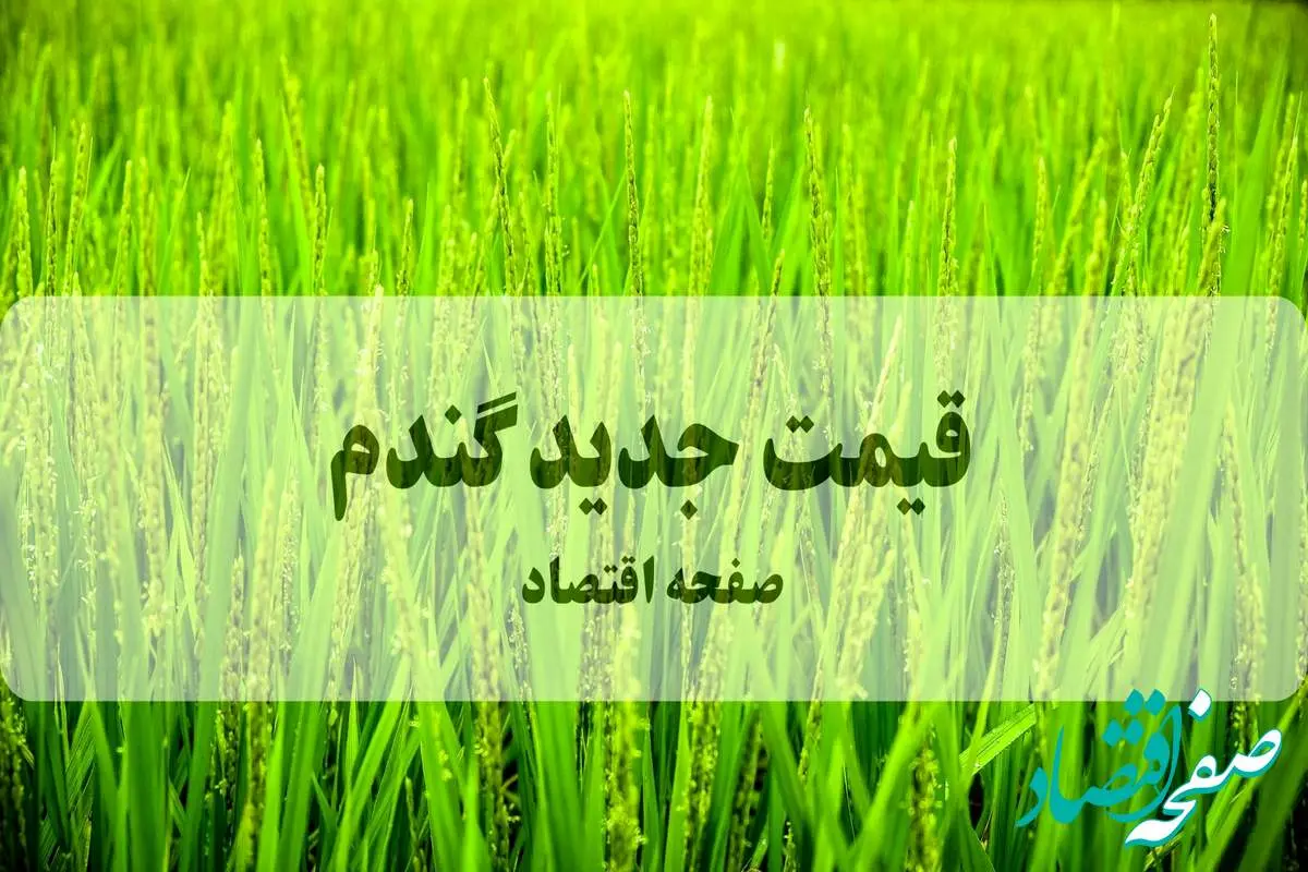 آخرین خبر از قیمت گندم (۱۴۰۵) امروز ۲۶ شهریور ماه ۱۴۰۴ | پشت‌پرده‌ای که امنیت غذایی ۸۵ میلیون ایرانی را به بازی گرفته است!