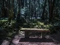 ۱۵ حقیقت خوفناک درباره " جنگل خودکشی " در ژاپن