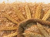 آیا قیمت سبوس گندم آزاد شد؟ 