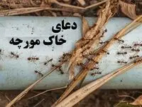 با دعای خاک مورچه به خواسته های خود برسید!جذب مشتری، خواستگار و فروش خانه