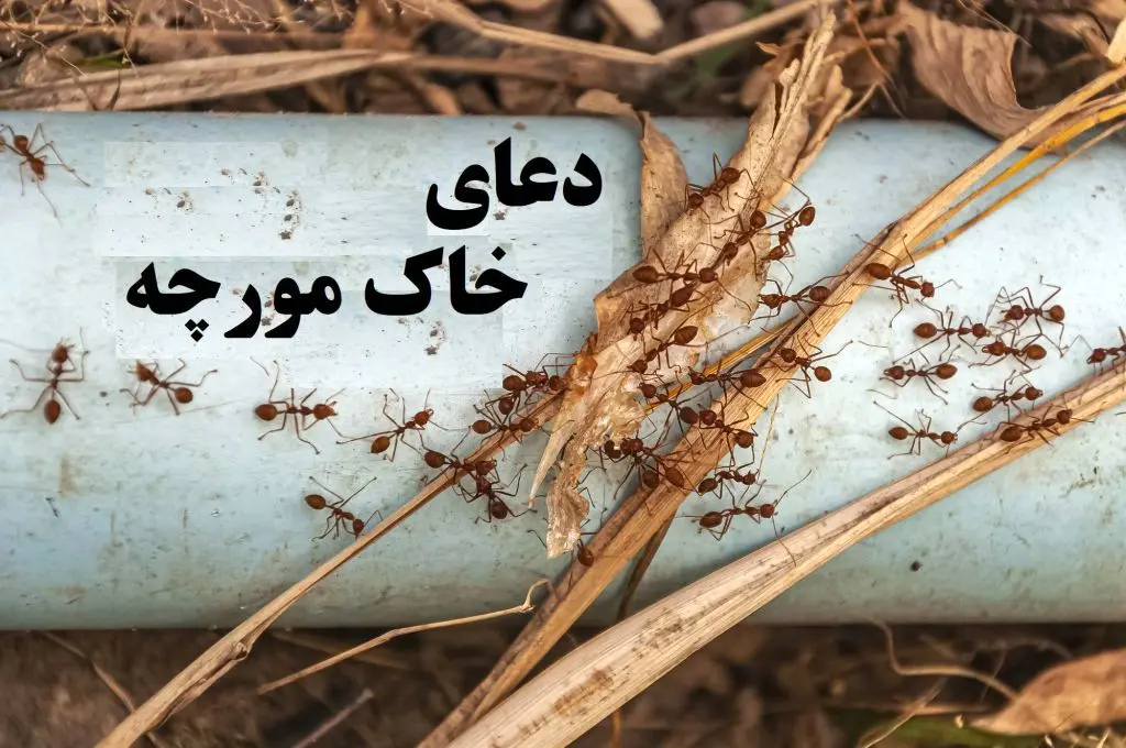 با دعای خاک مورچه به خواسته های خود برسید!جذب مشتری، خواستگار و فروش خانه