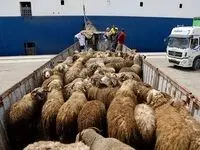 قیمت دام زنده امروز چهارشنبه ۲ اسفند ۱۴۰۲ / آخرین خبر از قیمت گوشت