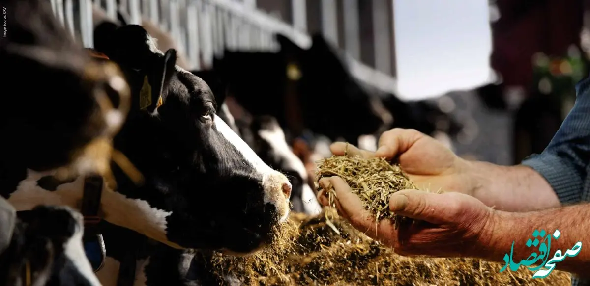 فعالیت کارخانجات خوراک دام کشور  تنها با ۳۰ درصد ظرفیت خود