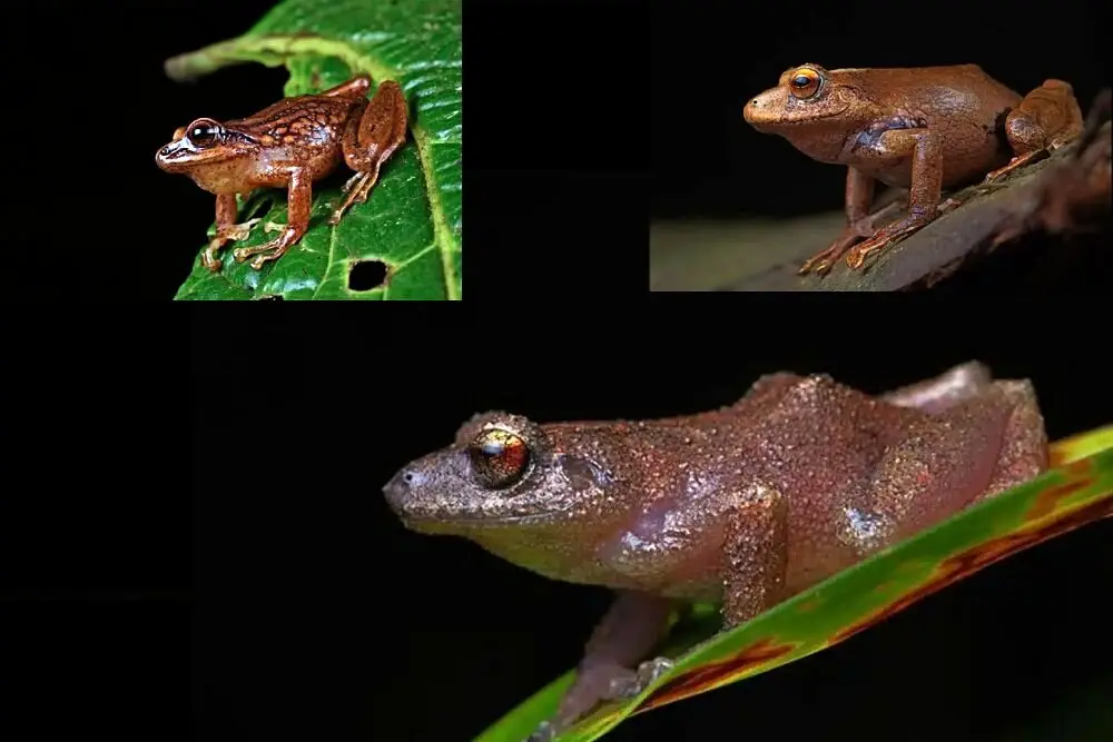 کشف ۳ گونه جدید از قورباغه‌ها