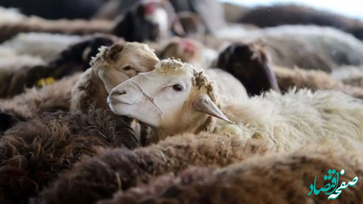 قیمت دام ایرانی به دلار چقدر است؟