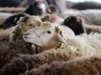 قیمت دام ایرانی به دلار چقدر است؟