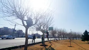 هرس بیش از ۸ هزار اصله درخت در ۶ماهه دوم سال در منطقه ۲۰